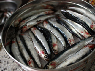 Salted pilchards