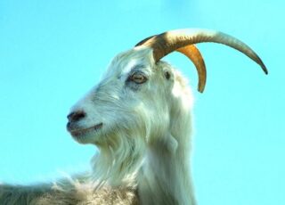 Regione Istriana Capra