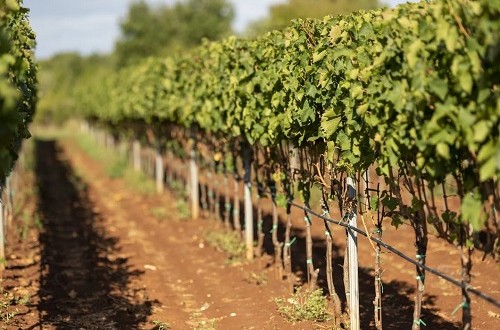 Vigneto Istria Vinistra