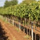 Vigneto Istria Vinistra