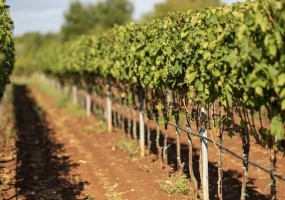 Vigneto Istria Vinistra